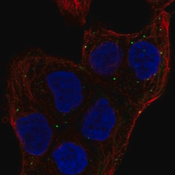 Anti-MEMO1 antibody produced in rabbit Prestige Antibodies&#174; Powered by Atlas Antibodies, affinity isolated antibody