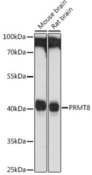 Anti- PRMT8 antibody produced in rabbit