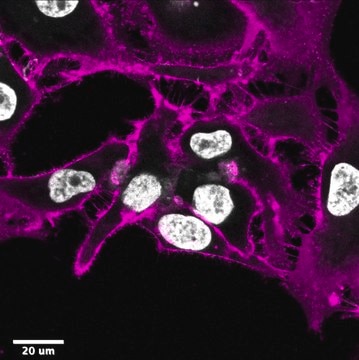 BioTracker&#8482; MemBright 640 Live Cell Dye