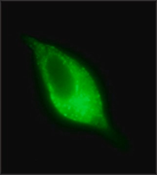 Anti-PSMA antibody, Mouse monoclonal clone 107-1A4, purified from hybridoma cell culture