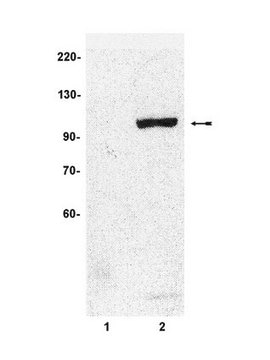 Anti-phospho-STAT6 (Tyr641) Antibody Upstate&#174;, from rabbit