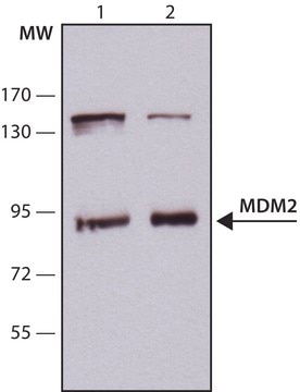 Anti-MDM2 antibody ,Mouse monoclonal clone HDM2-323, purified from hybridoma cell culture