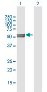 Anti-CYP11A1 antibody produced in mouse purified immunoglobulin, buffered aqueous solution