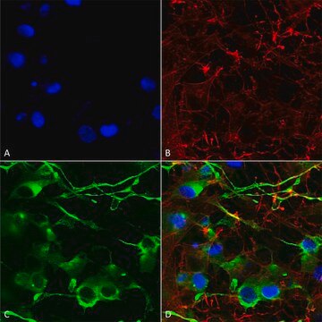 Monoclonal Anti-Vglut1 antibody produced in mouse clone S28-9, purified immunoglobulin