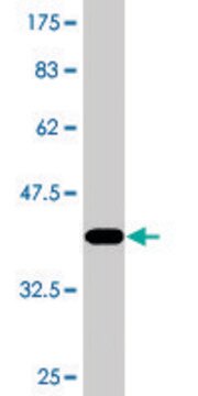 Monoclonal Anti-C20ORF172, (C-terminal) antibody produced in mouse clone 2A7, purified immunoglobulin, buffered aqueous solution