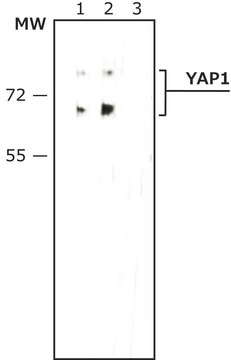 Anti-phospho-YAP1 (pTyr357) antibody, Mouse monoclonal purified from hybridoma cell culture, clone PYP-76