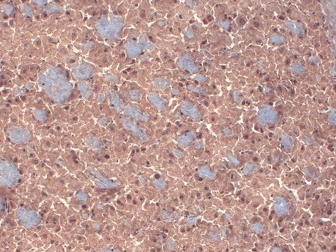 Monoclonal Anti-GABRB3 antibody produced in mouse clone S87-25, 1&#160;mg/mL, purified immunoglobulin