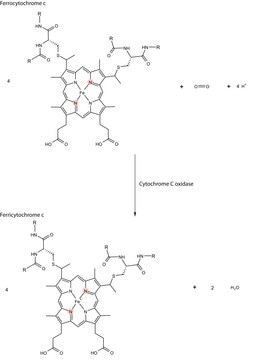 Cytochrome c Oxidase from bovine heart 5&#160;mg protein/mL