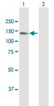 Anti-KIAA1199 antibody produced in rabbit purified immunoglobulin, buffered aqueous solution