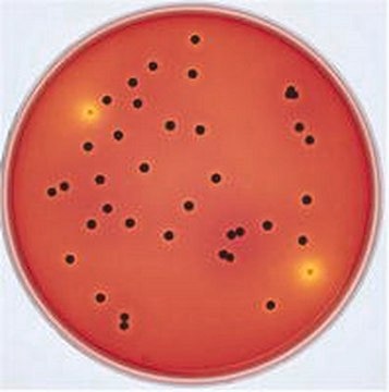 GranuCult&#174; XLT4 agar (Base) pkg of 500&#160;g, according to USDA-FSIS, ISO 6579, for Salmonella spp.