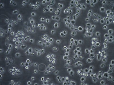 ALMC-1 Plasma Cell Myeloma Cell Line