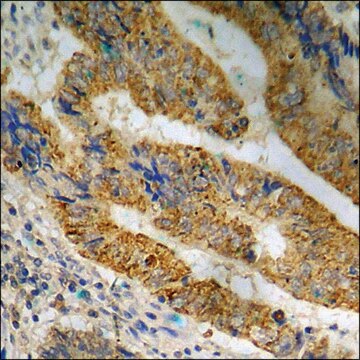 Anti-phospho-MEK1/2 (pSer221) antibody produced in rabbit affinity isolated antibody