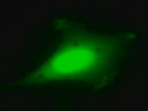 LentiBrite GFP Control Lentiviral Biosensor