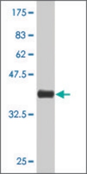 Monoclonal Anti-VMD2 antibody produced in mouse clone 1C2, purified immunoglobulin, buffered aqueous solution