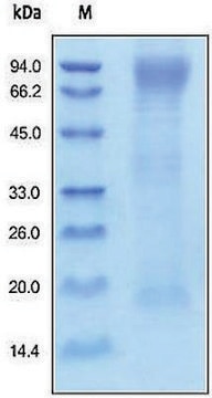 HAVCR1/KIM1/TIM1 human recombinant, expressed in HEK 293 cells, &#8805;90% (SDS-PAGE)