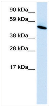 Anti-INSM1 antibody produced in rabbit affinity isolated antibody