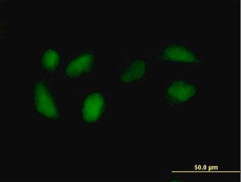 Anti-RPE antibody produced in mouse IgG fraction of antiserum, buffered aqueous solution