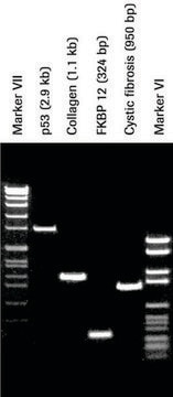 Pwo DNA Polymerase