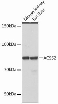 Anti-ACSS2 antibody produced in rabbit