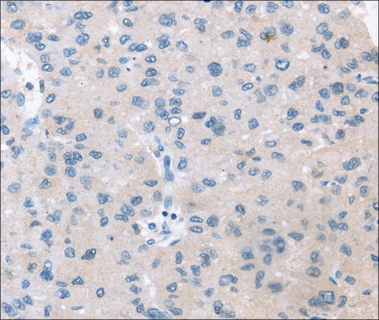 Anti-VPS4B affinity isolated antibody