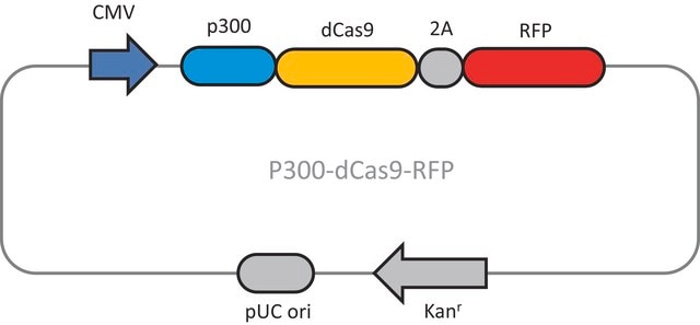 CRISPR dCas9-p300 RFP Activator Expression Plasmid