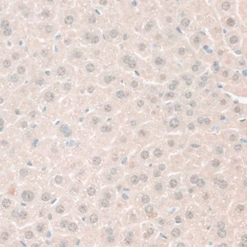 Anti-ARG1/Arginase 1 antibody produced in rabbit