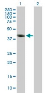 Anti-DMRT1 antibody produced in mouse purified immunoglobulin, buffered aqueous solution