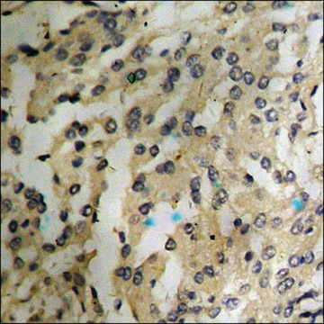 Anti-phospho-CREB (pSer121) antibody produced in rabbit affinity isolated antibody