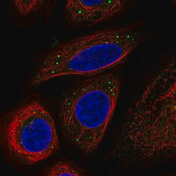 Anti-BRAF antibody produced in rabbit Prestige Antibodies&#174; Powered by Atlas Antibodies, affinity isolated antibody