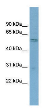 Anti-SLC7A11 antibody produced in rabbit affinity isolated antibody