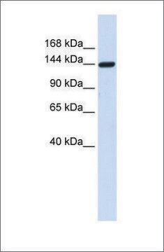 Anti-DAAM1 antibody produced in rabbit affinity isolated antibody