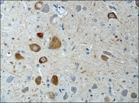 Anti-KIF3A antibody produced in rabbit IgG fraction of antiserum, buffered aqueous solution