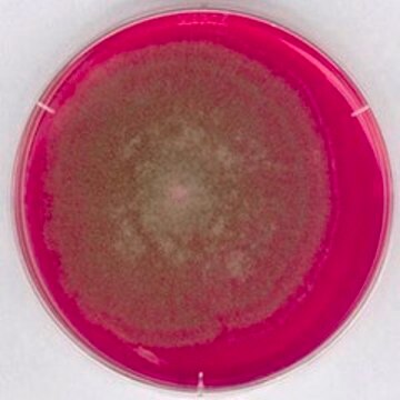 Rose Bengal Chloramphenicol Agar suitable for microbiology, NutriSelect&#174; Plus