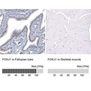 Monoclonal Anti-FOXJ1 antibody produced in mouse Prestige Antibodies&#174; Powered by Atlas Antibodies, clone CL3989, purified immunoglobulin