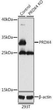 Anti-PRDX4 antibody produced in rabbit