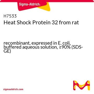 Heat Shock Protein 32 from rat recombinant, expressed in E. coli, buffered aqueous solution, &#8805;90% (SDS-GE)