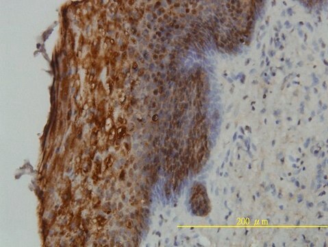 Monoclonal Anti-SFN antibody produced in mouse clone 3C3, purified immunoglobulin, buffered aqueous solution