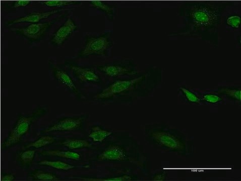 Monoclonal Anti-RPS29 antibody produced in mouse clone 3G9, purified immunoglobulin, buffered aqueous solution