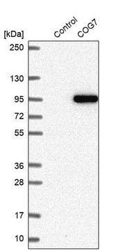 Anti-COG7 antibody produced in rabbit Prestige Antibodies&#174; Powered by Atlas Antibodies, affinity isolated antibody, buffered aqueous glycerol solution