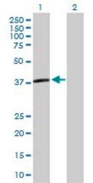 Anti-APOL3 antibody produced in mouse purified immunoglobulin, buffered aqueous solution