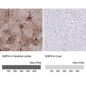 Anti-AQP4 antibody produced in rabbit Prestige Antibodies&#174; Powered by Atlas Antibodies, affinity isolated antibody, buffered aqueous glycerol solution