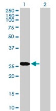 Anti-RBPMS antibody produced in mouse purified immunoglobulin, buffered aqueous solution