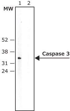 Anti-Caspase 3 antibody produced in rabbit IgG fraction of antiserum, buffered aqueous solution