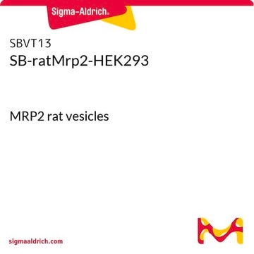 SB-ratMrp2-HEK293 MRP2 rat vesicles