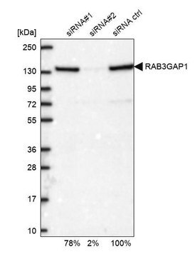 Anti-RAB3GAP1 antibody produced in rabbit Prestige Antibodies&#174; Powered by Atlas Antibodies, affinity isolated antibody, buffered aqueous glycerol solution