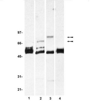 Anti-FRS2/SNT-1 Antibody Upstate&#174;, from mouse