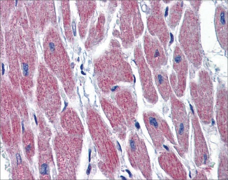 Anti-WNT10B antibody produced in rabbit affinity isolated antibody