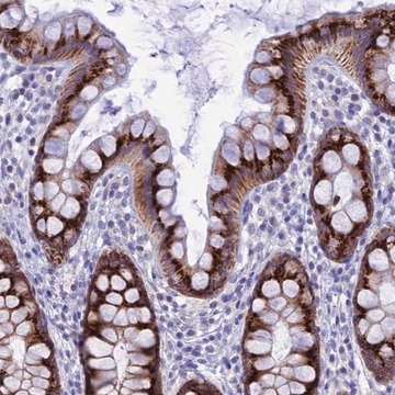 Anti-NXPE4 antibody produced in rabbit Prestige Antibodies&#174; Powered by Atlas Antibodies, affinity isolated antibody, buffered aqueous glycerol solution