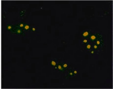 Anti-Farnesyl Rabbit pAb liquid, Calbiochem&#174;