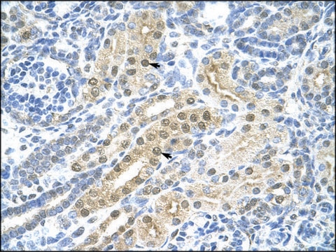 Anti-TFAP2C antibody produced in rabbit IgG fraction of antiserum